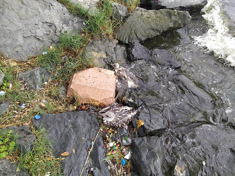 Küçükçekmece Gölü’nde toplu ölüm: Balıklardan sonra martılar