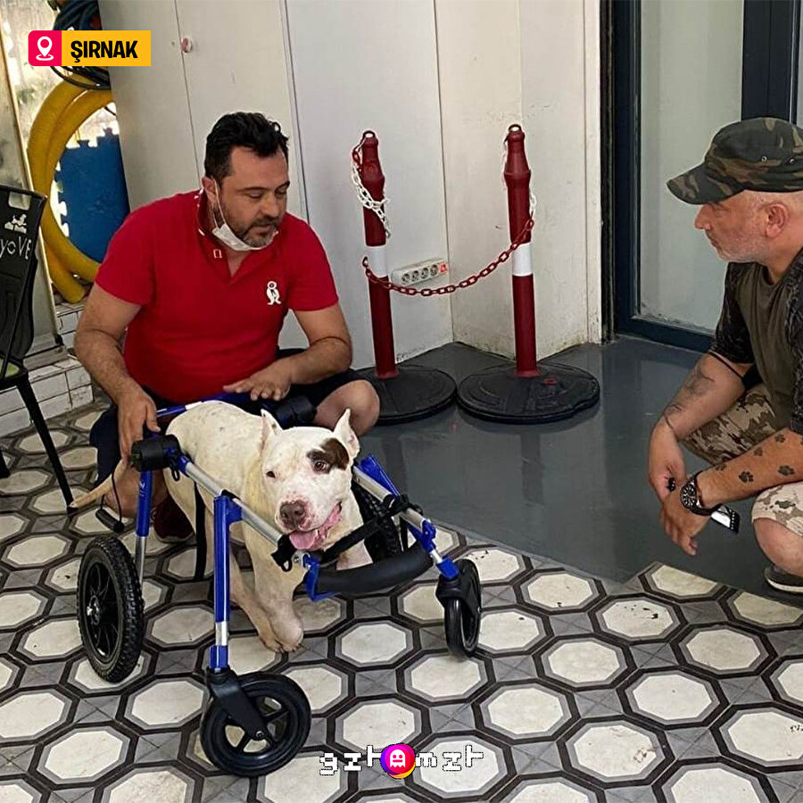 Şırnak'ta ayakları kesilen köpeğe hayvanseverlerden yürüteç desteği 😌⁣⁣⁣