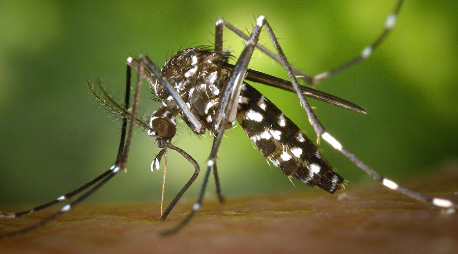 istanbul da asya kaplan sivrisinegi kabusu virus tasiyor