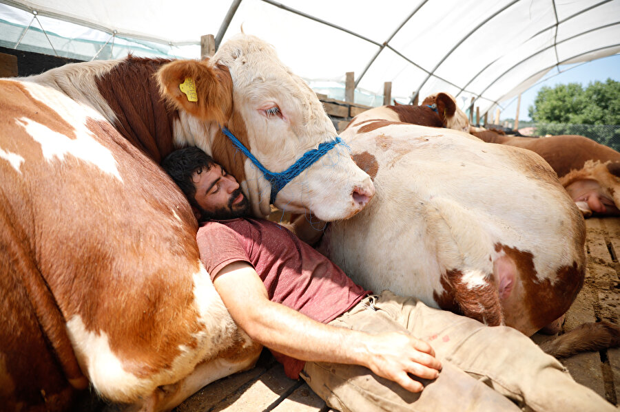 Görenlerin dikkatini çekti: Erzurum'dan getirdiği boğası ile uyuyor
