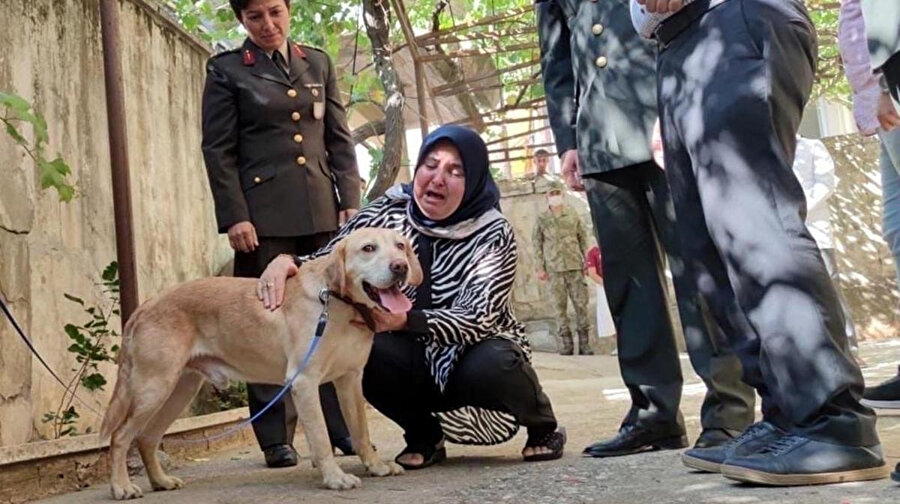 Saldırıda yaralanan 'gazi köpek' şehidin ailesi tarafından sahiplendirildi