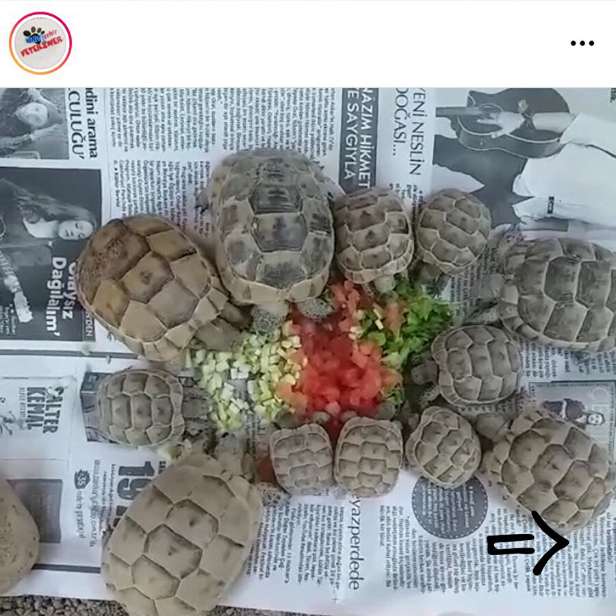 Kaplumbağa Terbiyecisi bu dönemde resmedilseydi