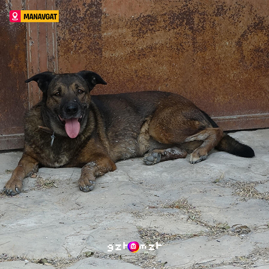 Manavgat'taki yangında hayatını kaybeden çiftin köpekleri evin önünden hiç ayrılmamış 😔