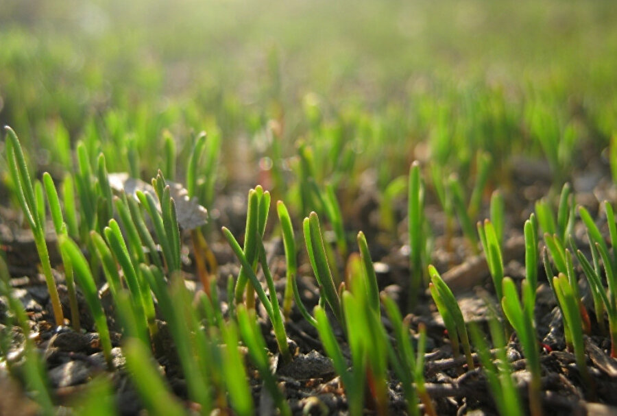 Akşam güneş batarken sulayacaksın ki çimleri, kavrulmayıp tutsun.