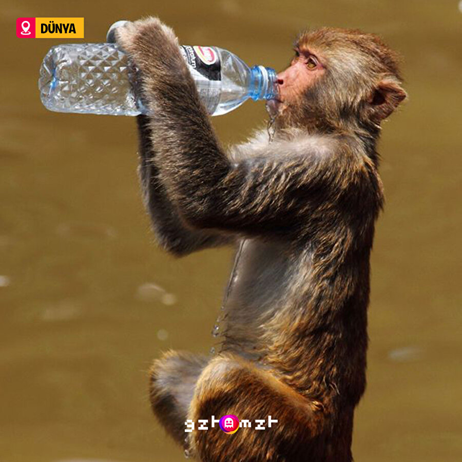 Aşırı sıcaklardan bunalan hayvanlar 🐾