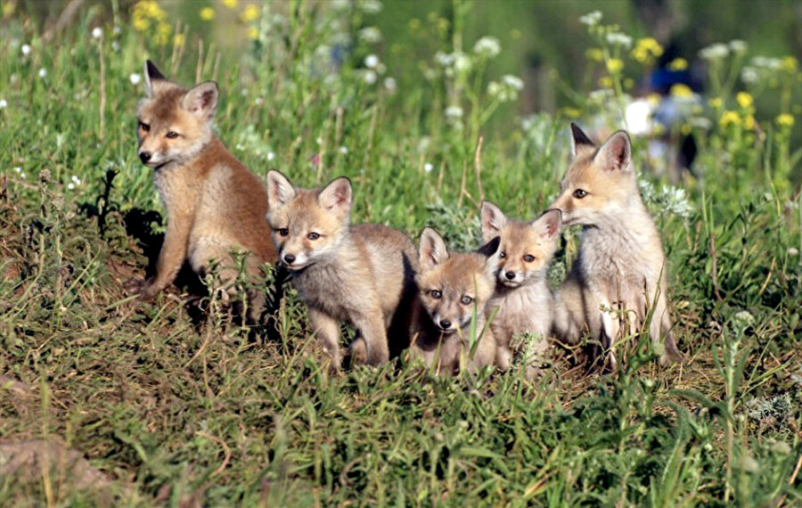 Tilki nüfusunun dengelenmesi için böyle bir karar alındığı belirtiliyor