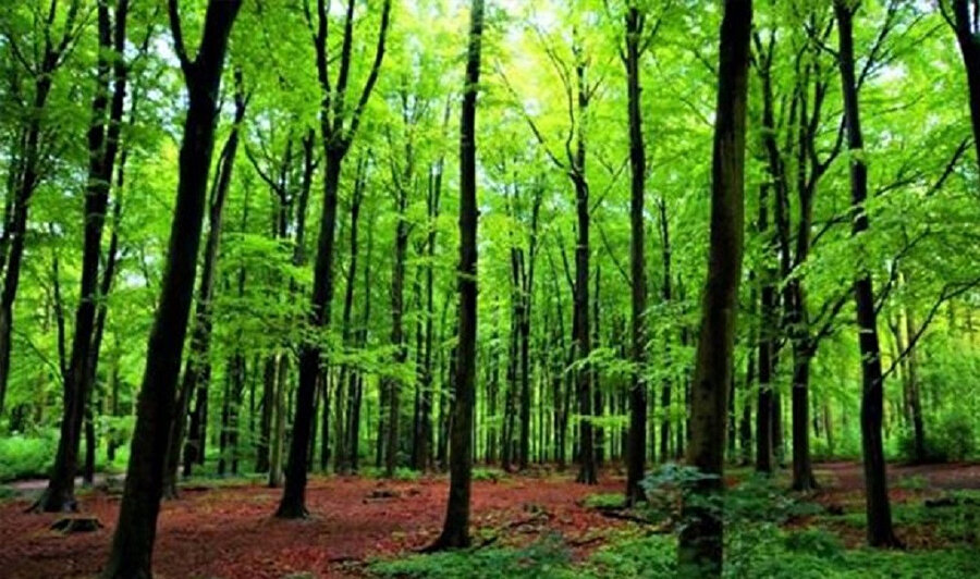 Ağacın birinden girip bir başkasının kovuğundan çıkınca rüya bilgini Ratuların yaşadığı mağaraya ulaştınız.