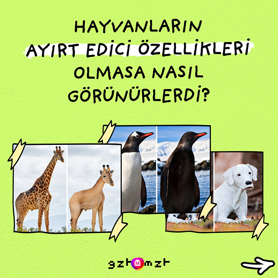 Hayvanlar kendine has özellikleri silindiğinde nasıl görünüyorlar?