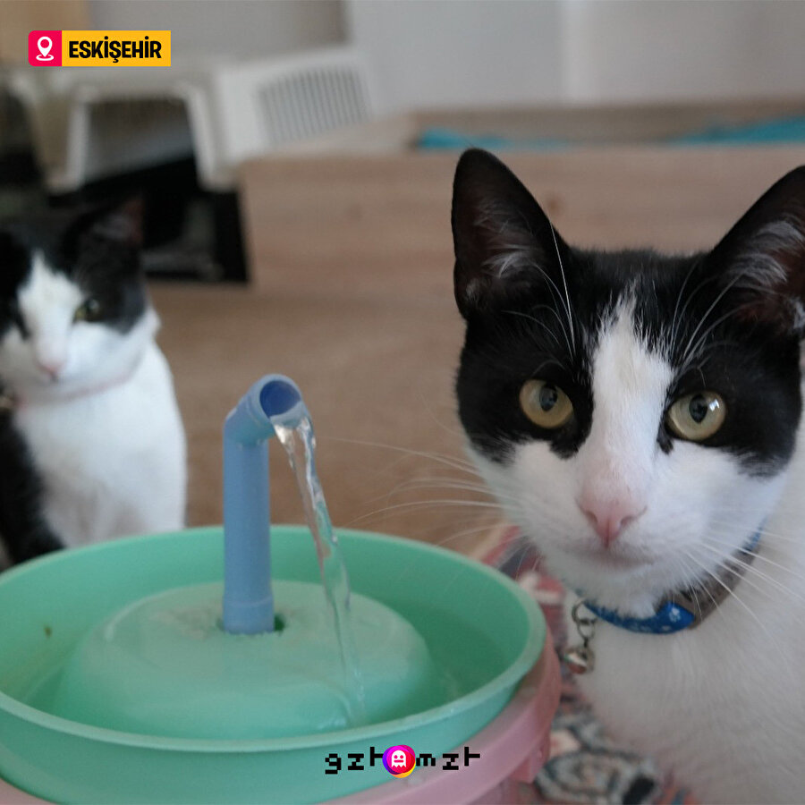 Kedilerini mutlu etmek için evde kendi imkanlarıyla 'kedi şelalesi' yapmış 😻