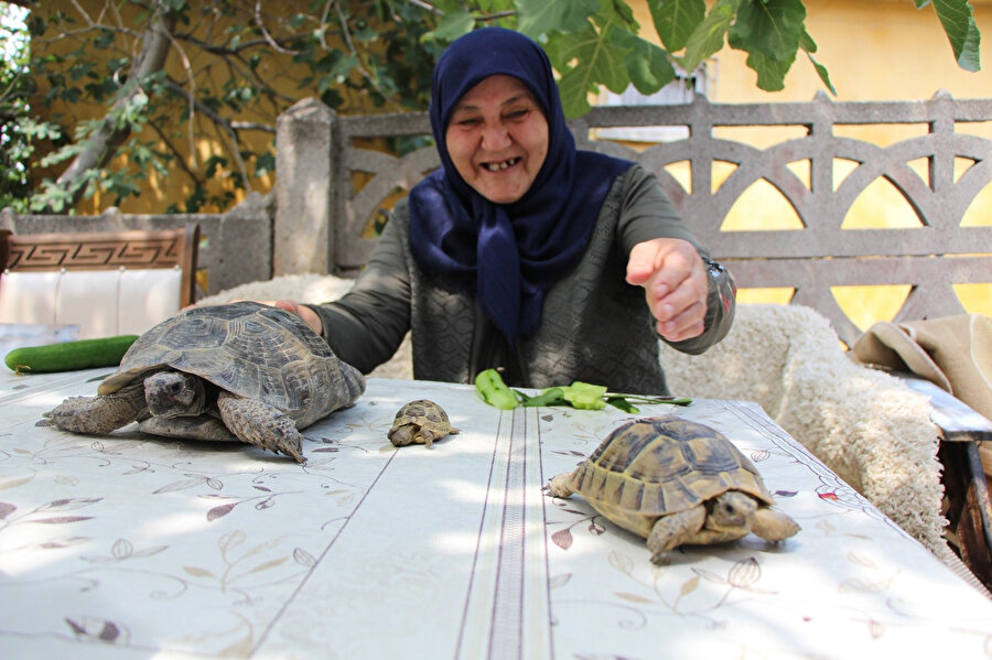 Kaplumbağa terbiyecisi Zekiye Teyze: 15 yıldır besliyor