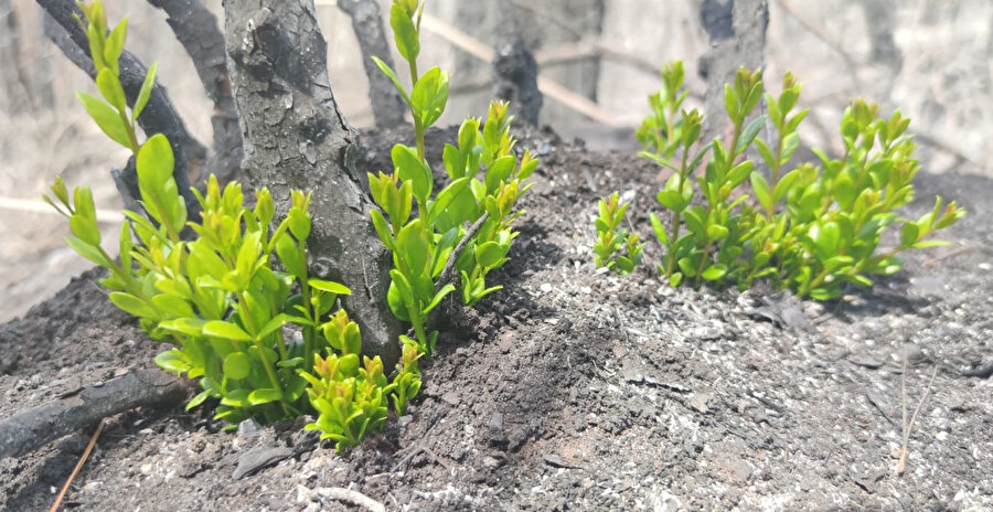 Marmaris ve Datça'daki yanan orman alanlarında doğa yeniden canlanmaya başladı