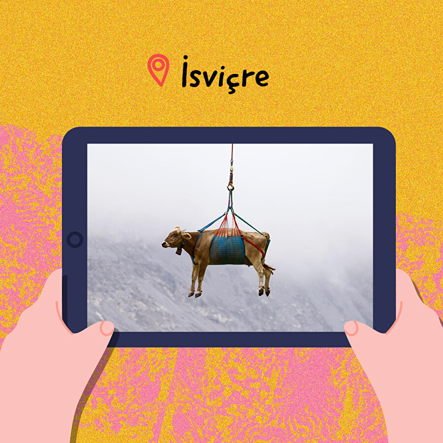 Otlamaları için helikopterle başka yere taşınan inekler 🐮