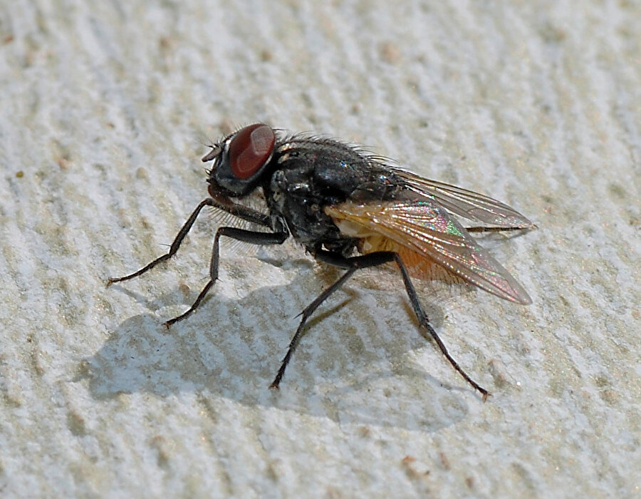 Arşiv