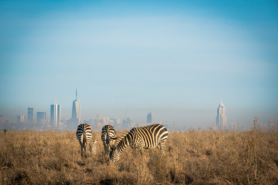 Ülke genelinde gerçekleştirilen Safari turlarında birçok bitki ve hayvan gözlemlenebilmektedir.