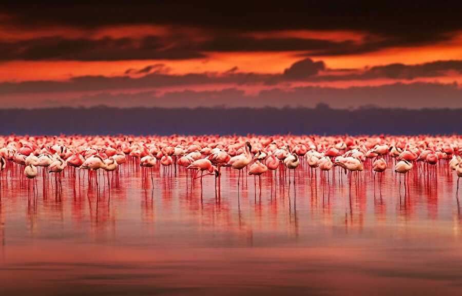 Nakuru Gölü, deniz seviyesinden 1.754 m yükseklikteki Rift Vadisi göllerinden biridir.