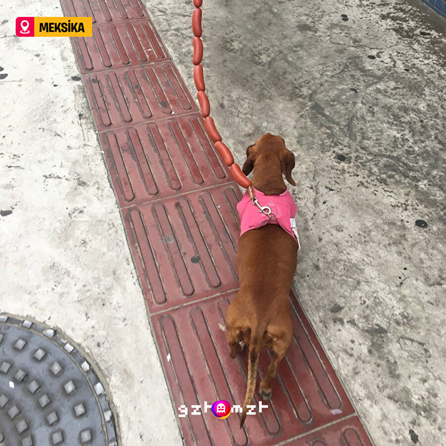 Gerçek sosis köpek 🤔​