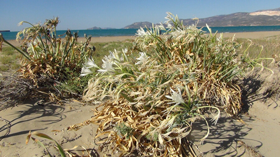 Koparmanın cezası 80 bin lira