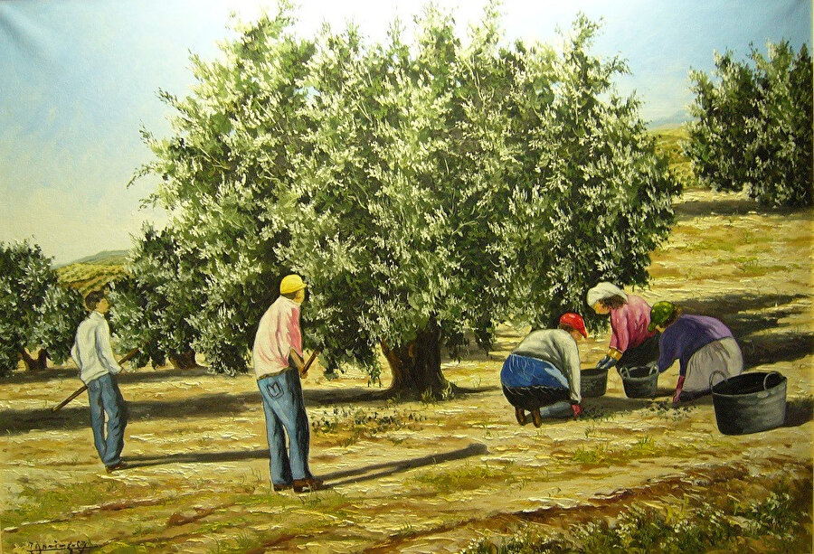 Zeytingiller familyasından ; 5-15 metre boylanabilen 1000 yıl yaşayabilen uzun ömürlü bir ağaçtır.