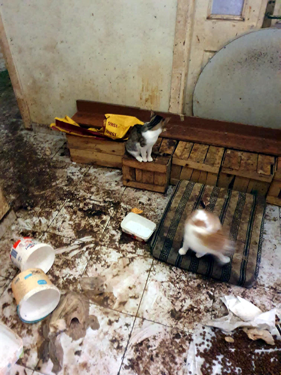 Koku şikayeti girilen evden 50 kedi çıktı