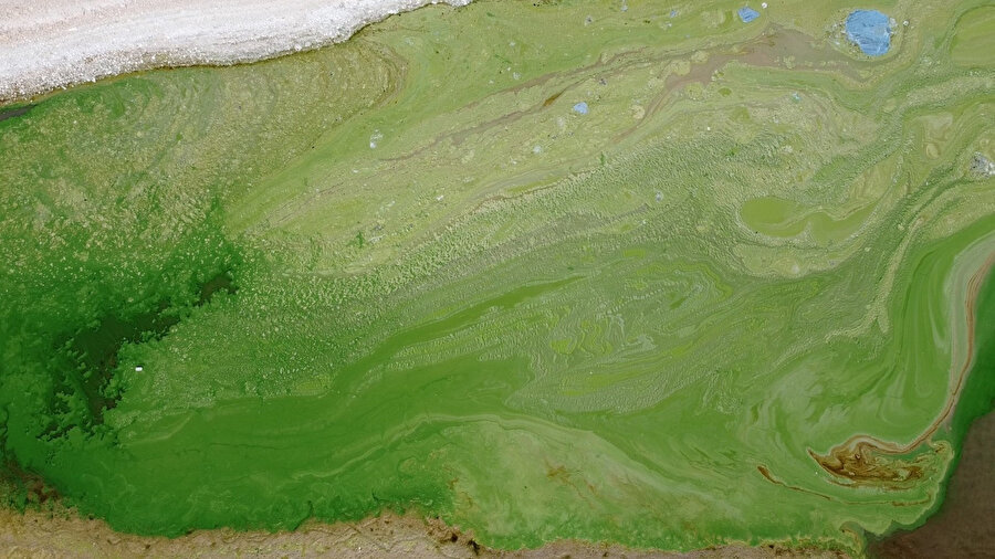 Su seviyesi düştü, Atatürk Barajı yeşile büründü