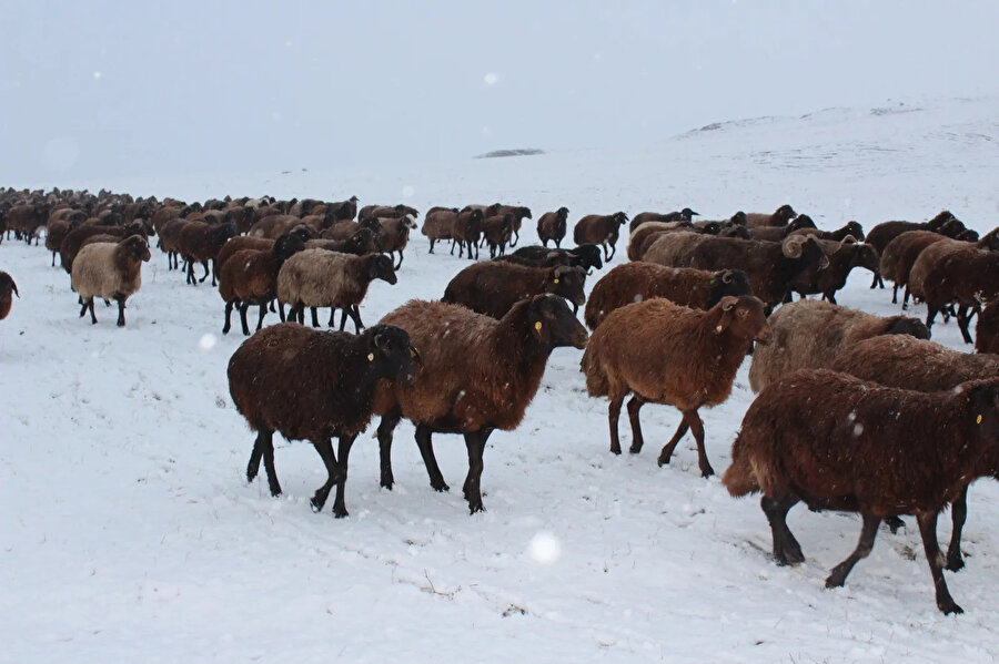 Koyunların eve dönüş yolculuğu kar altında devam etti