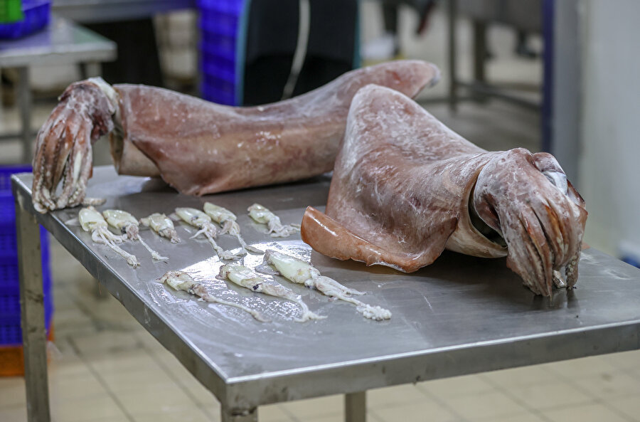 Egeli balıkçılar yakaladı: 35 yıllık meslek hayatımızda böylesini görmedik