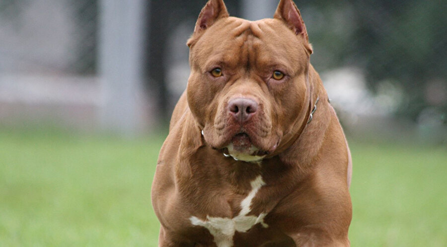 Sokak köpeğine saldıran pitbull&#39;ların sahiplerine 28 bin TL ceza