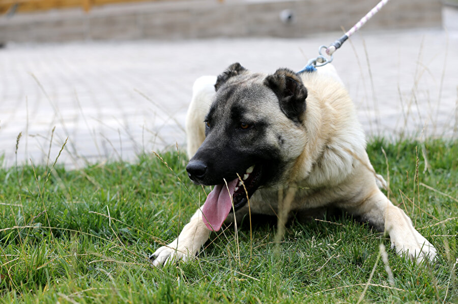 Sivas Kangal köpeklerinin genetiği çiple korunuyor