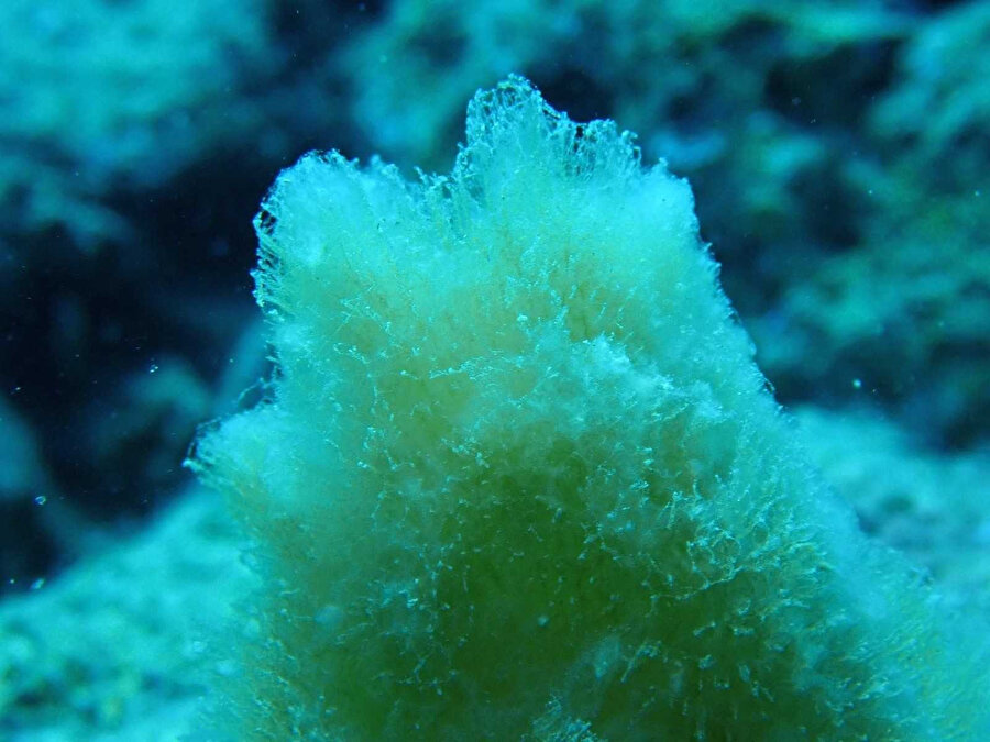 Akdeniz müsilaj tehlikesi altında