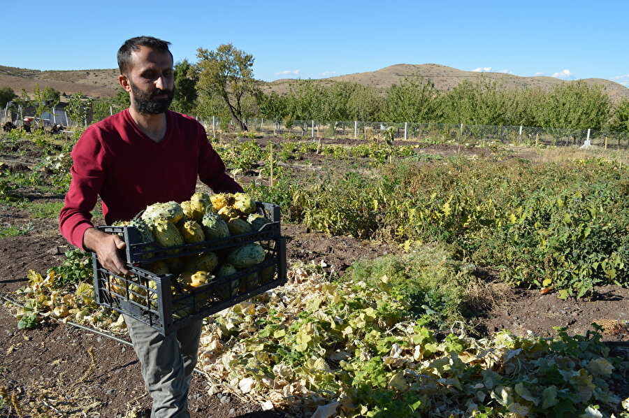 'Yetişmez' diyenlere inat bahçesinde Afrika kavunu yetiştirdi