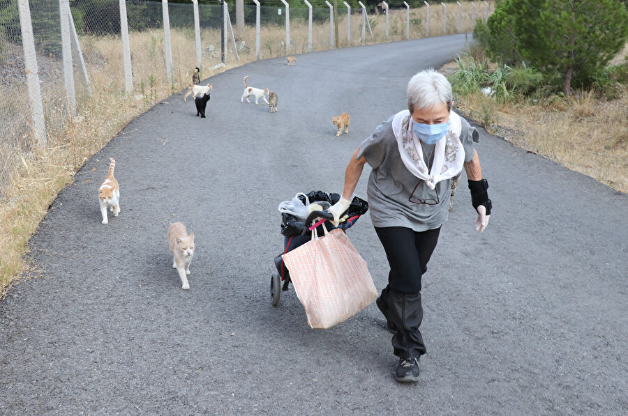 Her gün 200 sokak kedisini eliyle besliyor