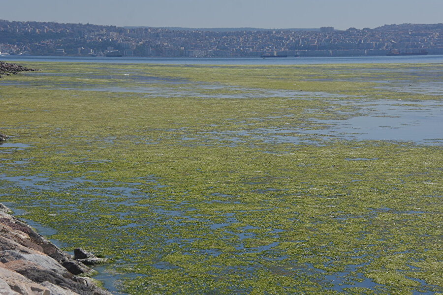 İzmir'de deniz yeşile döndü