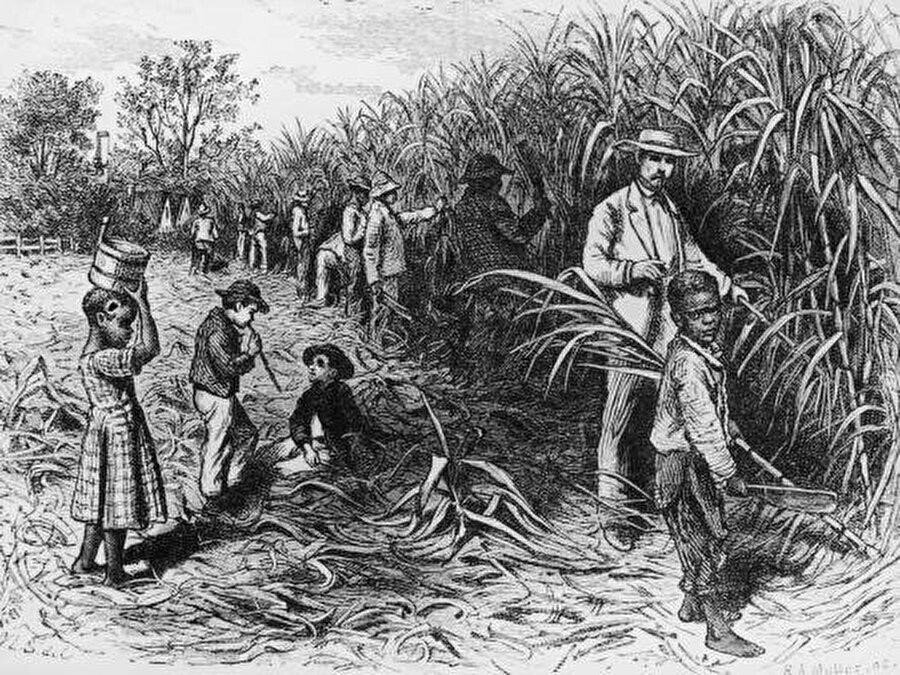 Şeker pancarı tarımı ve şeker pancarından şeker üretimi ise 19. yüzyılda başlamıştır. 