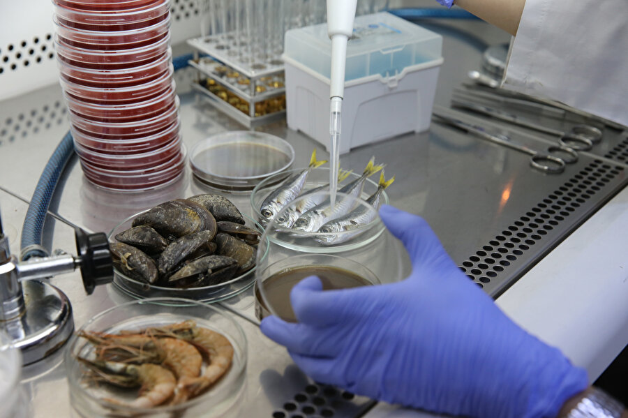 Uzmanlar araştırıyor: Müsilaj Marmara'daki balıkları nasıl etkiledi?