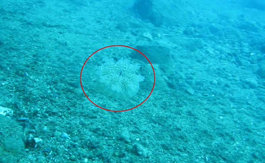 'Denizanası' uyarısı: Elektrik gibi çarpıyor