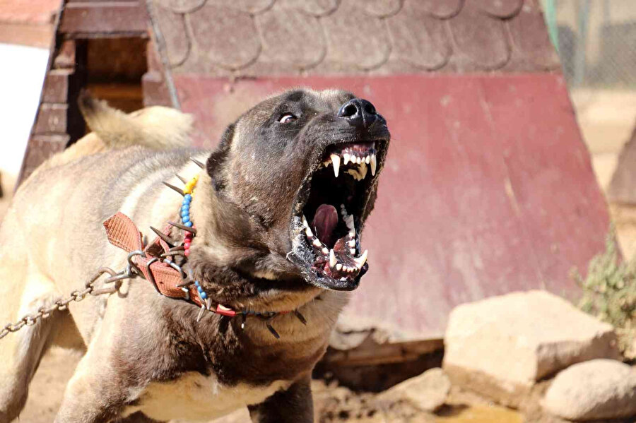 Yurtdışından talep yağıyor: Lüks otomobil fiyatına alıcı buluyor