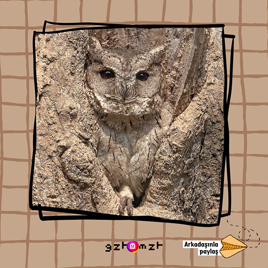 Stalk yeteneklerimi sergiliyorum