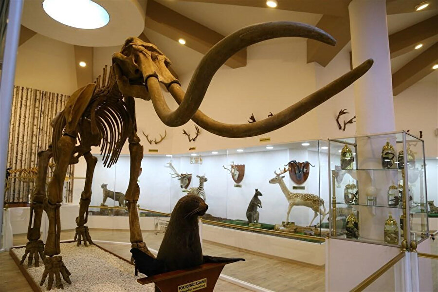 Gaziantep Zooloji ve Doğa Müzesi.