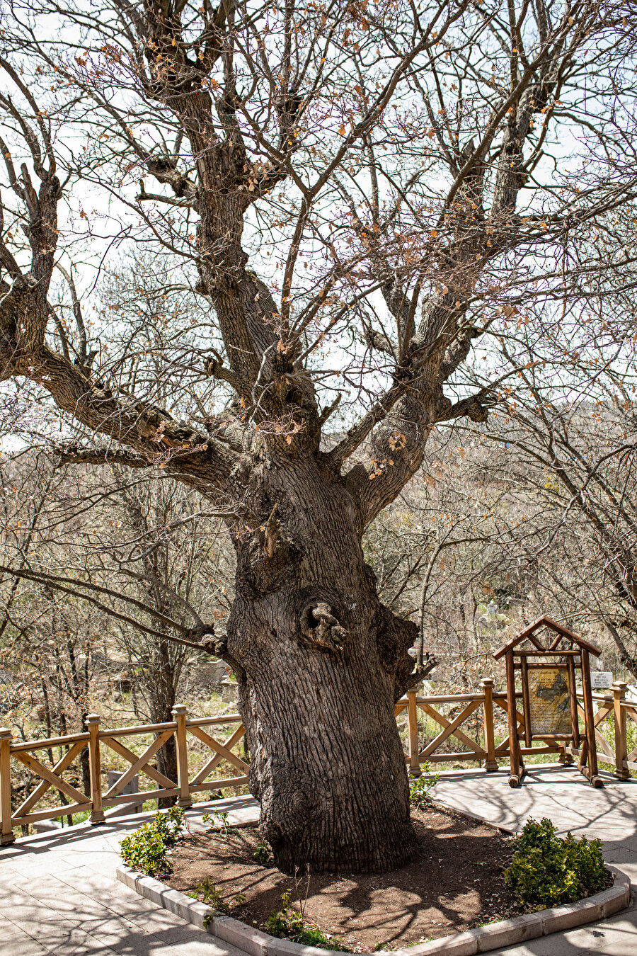 Ağaçlara anıtsal nitelik kazandıran özelliklerin başında fiziksel boyutlar ve görsel ayrıcalıklar gelir.