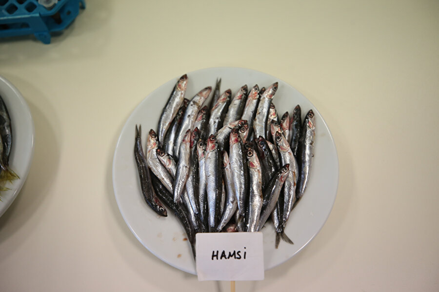 Karadeniz'deki balıklar incelendi: Biyoaktif özelliği en yüksek balık hamsi çıktı