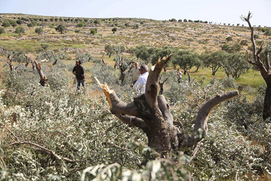 Yahudi yerleşimciler tarafından kesilen Filistinlilere ait zeytin ağaçları.