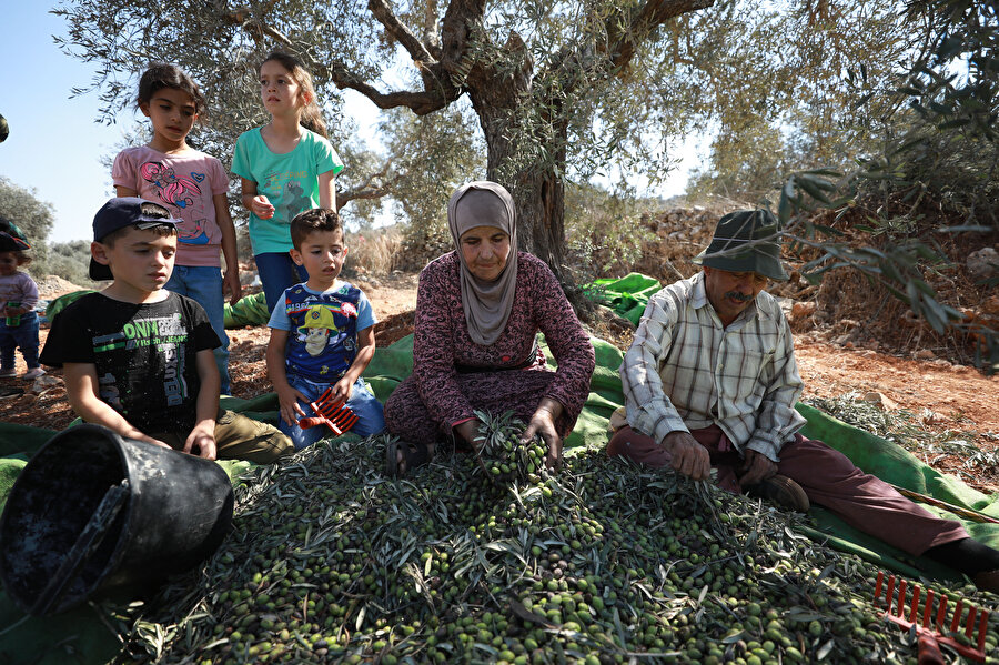 İsrail işgali altındaki Batı Şeria'da buruk geçen hasat mevsimi.