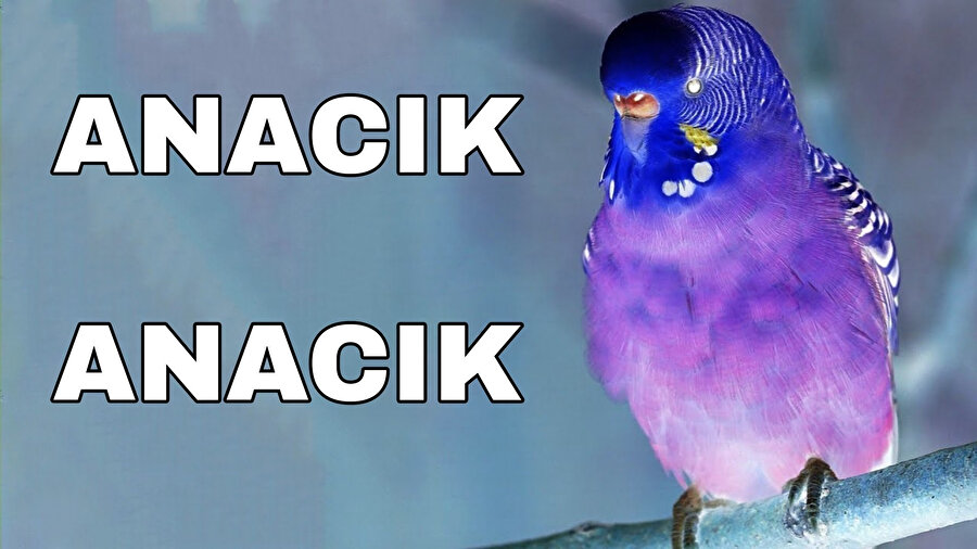 Evil be like sohbet kuşu