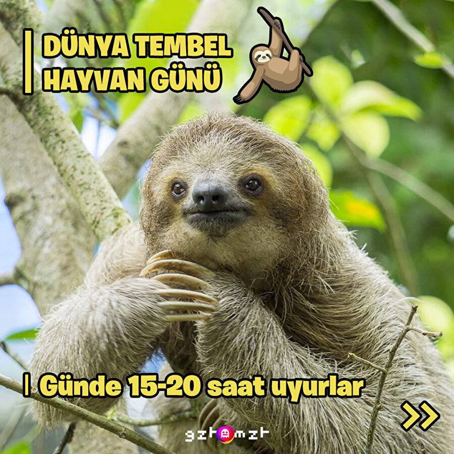Dünya Tembel Hayvan Günü hepimize kutlu olsun