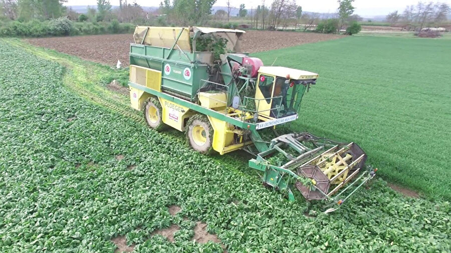 Makineli hasatlarda yabani otlar araya karışabiliyor