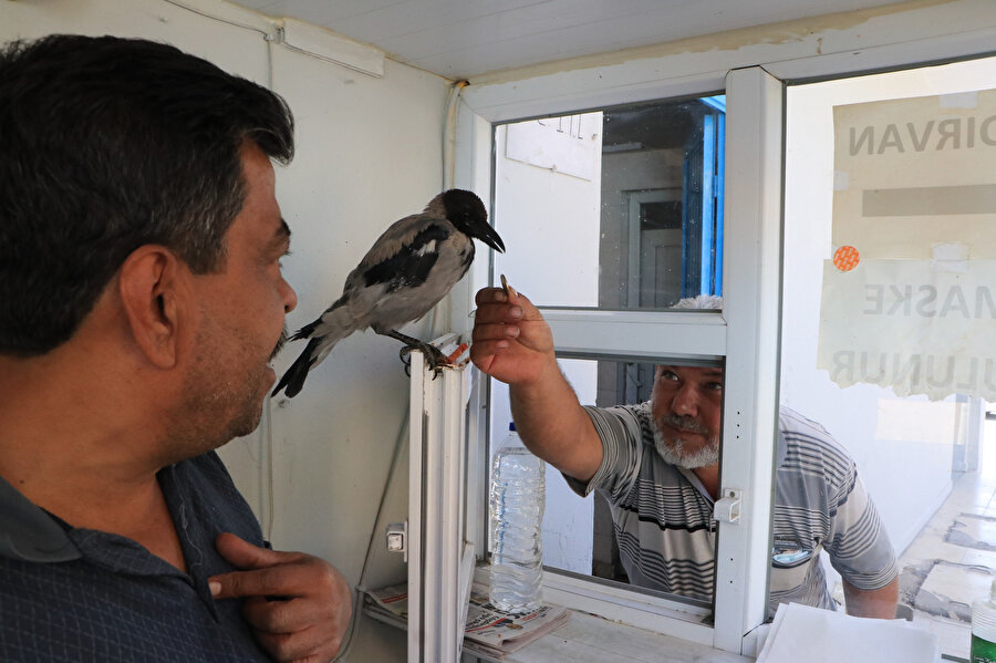 Tuvalet parasını karganın ağzına bırakıyorlar
