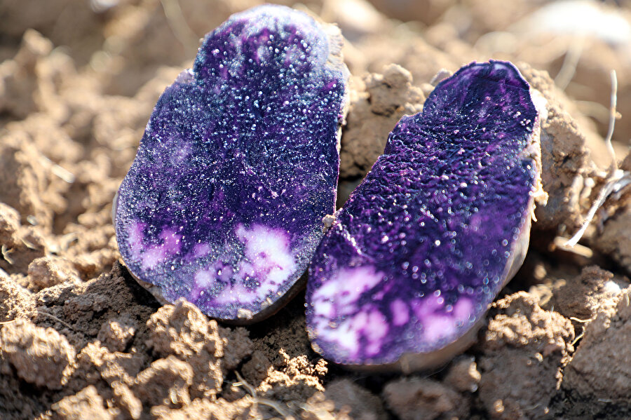 Vitamin deposuna ilgi büyük: Tam 70 ton ekildi