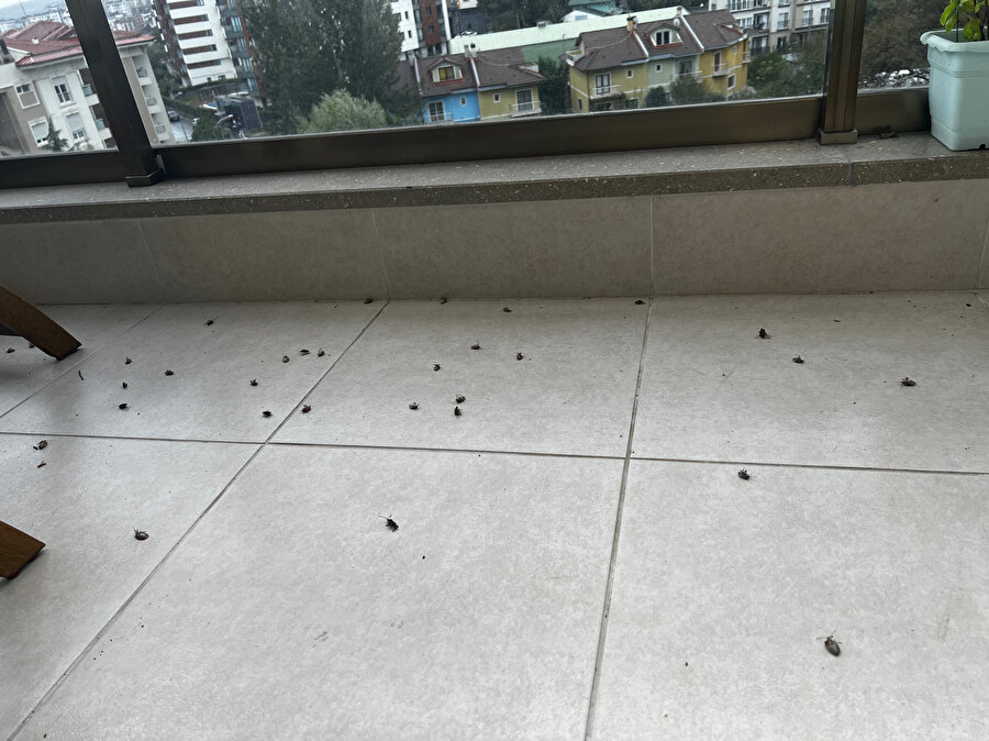 İstanbul'da 'kokarca böceği' kabusu: Yaydıkları koku alerjiye neden oluyor