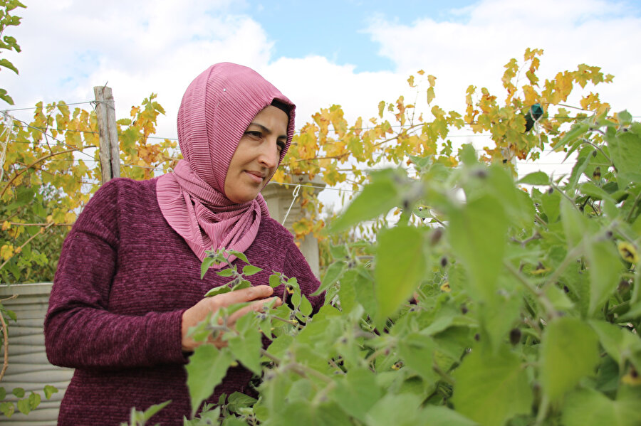 Muhasebecilikten artakalan zamanlarında 'ata tohumu' yetiştiriyor