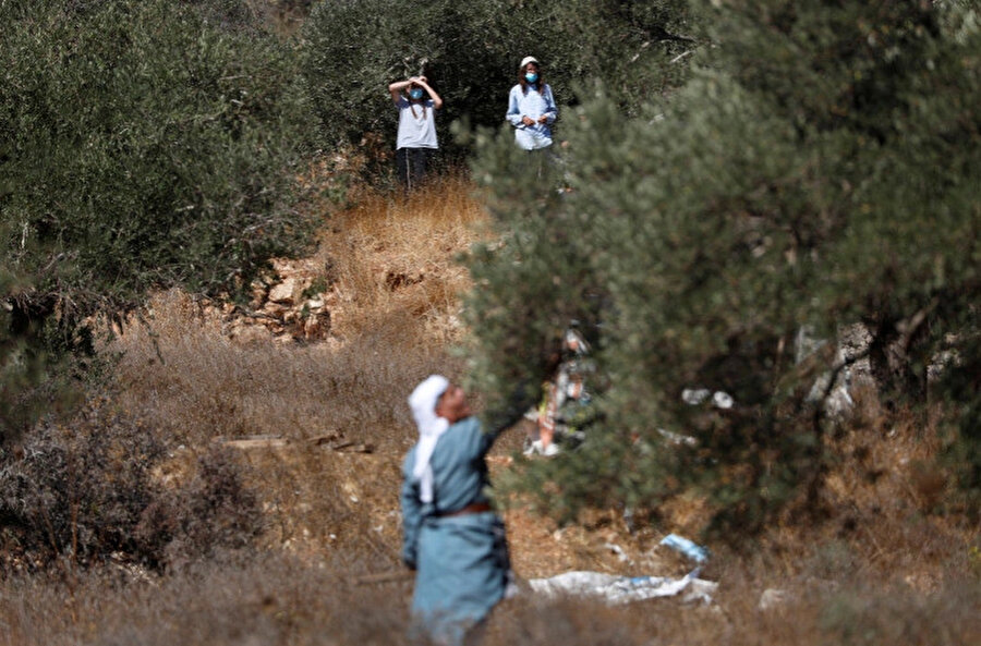 İsrailli yerleşimciler, Filistinli bir adamın Ramallah yakınlarında zeytin toplamasını izliyor. Kaynak: Reutes.